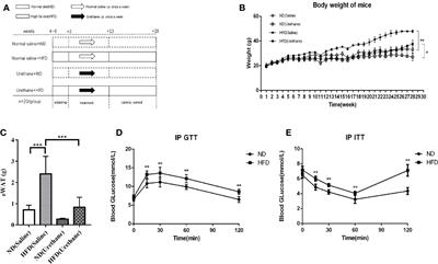 High-Fat Diet-Related Obesity Promotes Urethane-Induced Lung Tumorigenesis in C57BL/6J Mice